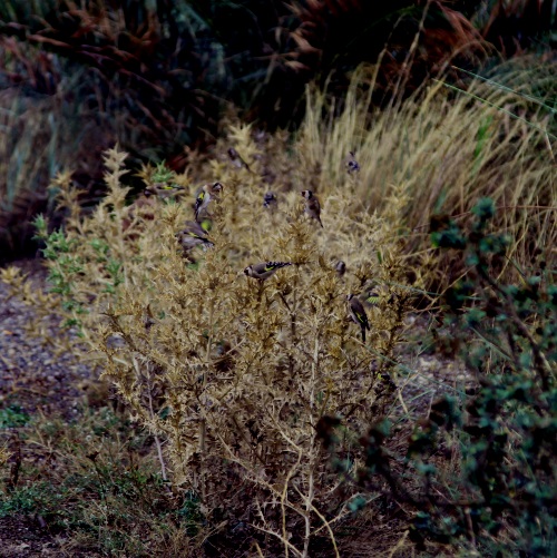 Stieglitze im Busch Wb